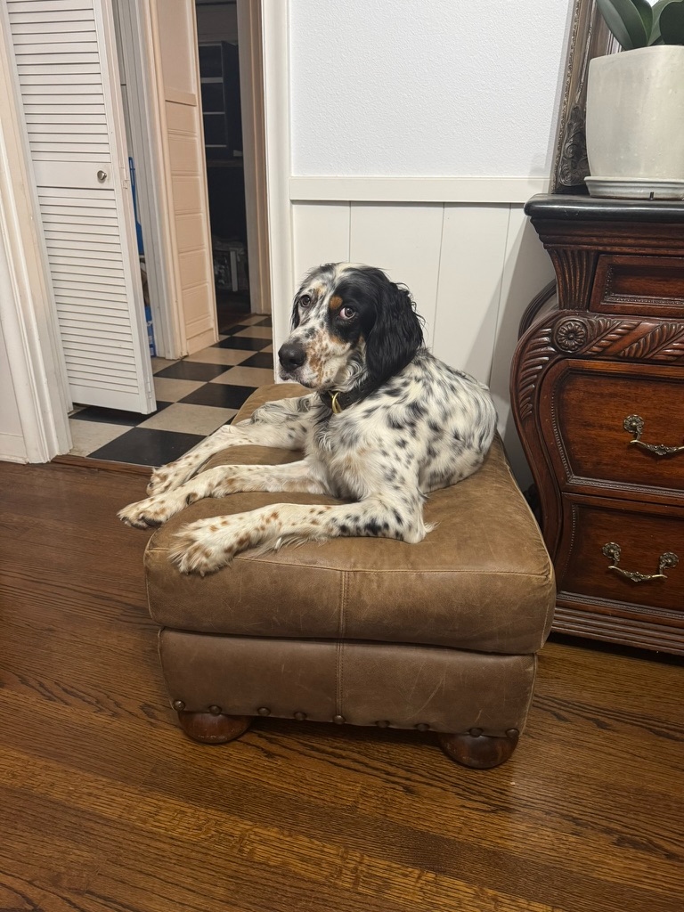 Sue, English Setter, the dog this truck is built for